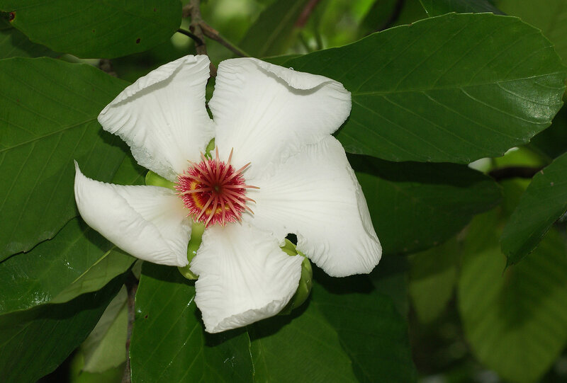 Дилления филиппинская (Dillenia philippinensis)