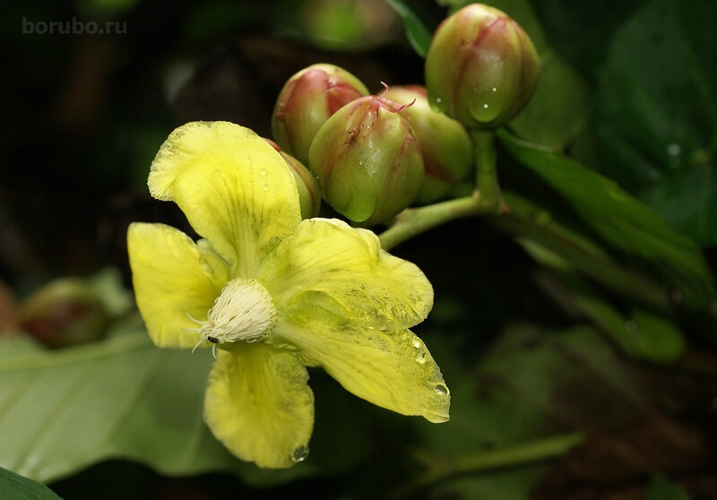 Дилления полукустарниковая (Dillenia suffruticosa)