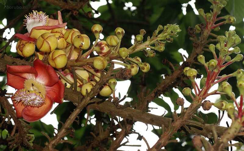 Цветение дерева курупита гвианская (Couroupita guianensis)