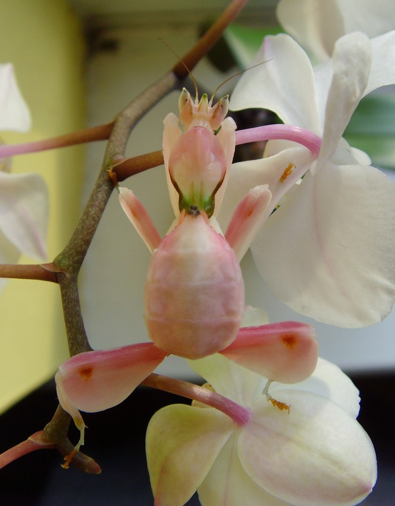 Hymenopus coronatus