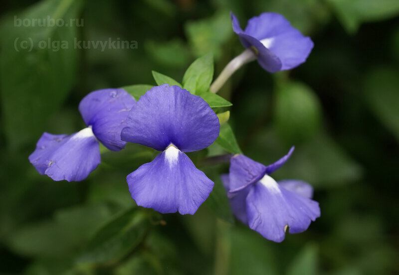 Отакантус светло-синий бразильский (Otacanthus caeruleus)