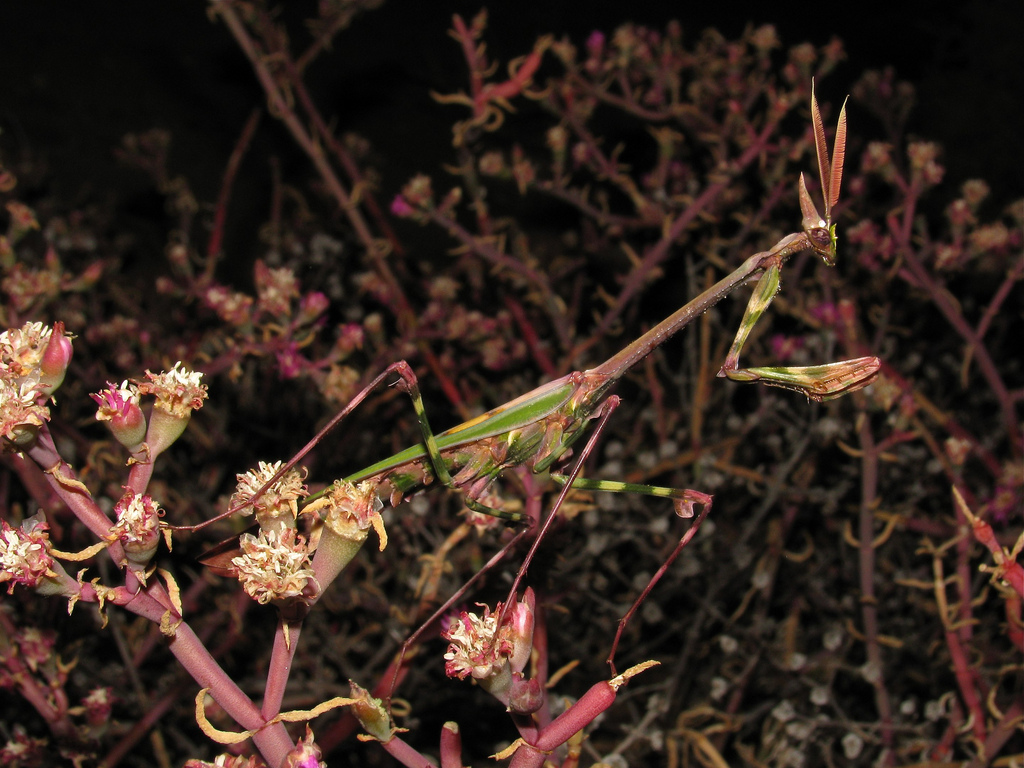 Эмпуза-капелька (Empusa guttula)