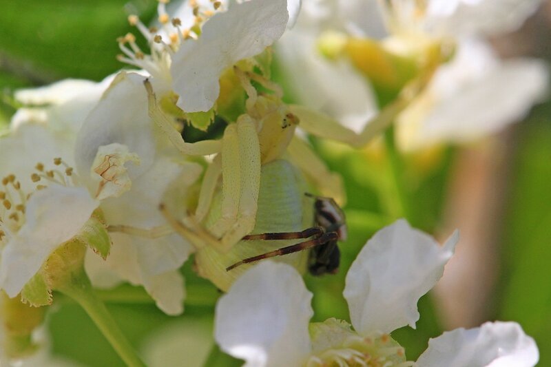 Жёлтый цветочный паук мизумена косолапая (Misumena vatia) крупная самка с более мелким самцом, сидящим у неё на брюшке