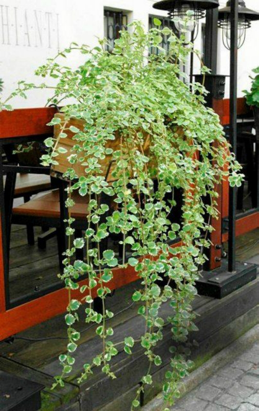 Комнатные растения, нетребовательные к поливу-Плектрантус