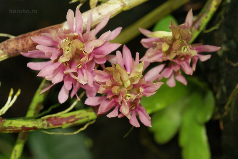 Орхидея денробиум брактеосум (Dendrobium bracteosum)