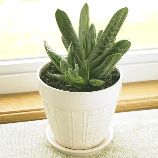 Комнатные растения, нетребовательные к поливу-Язык быка