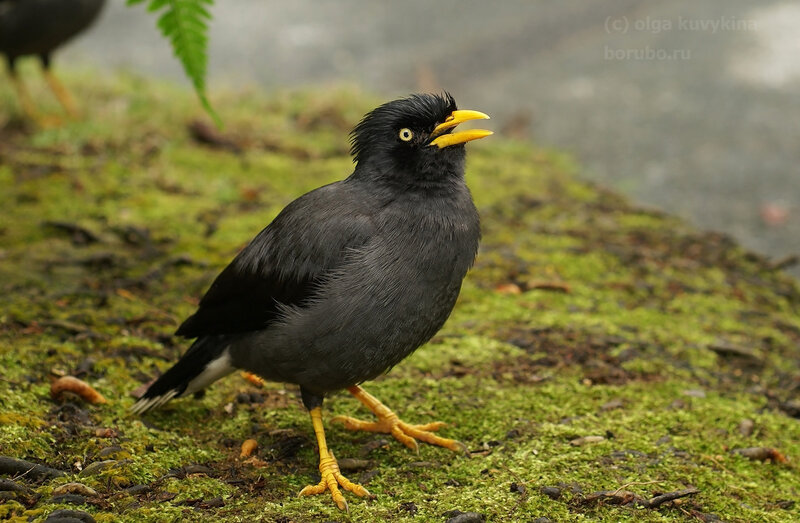 Майна яванская (Acridotheres javanicus)