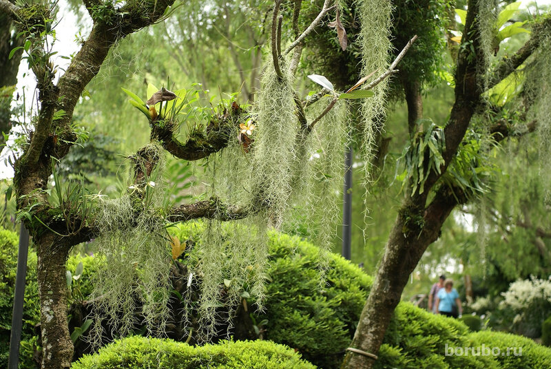 Тилландсия уснеевидная (Tillandsia usneoides)