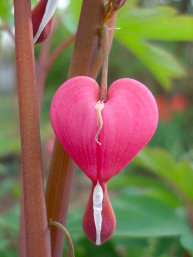 Цветок женское сердце фото