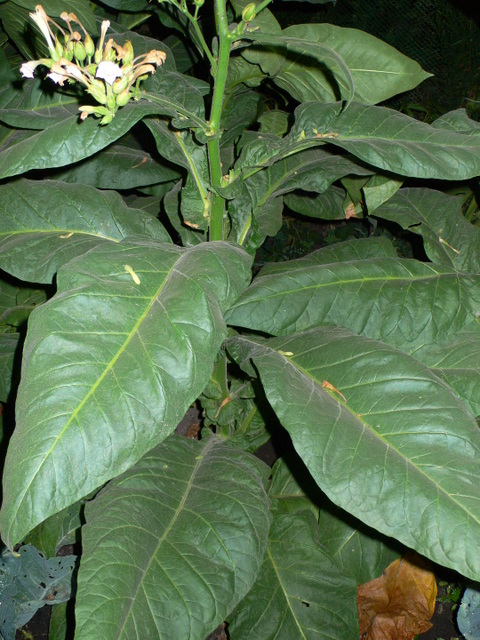 Табак растение фото декоративный