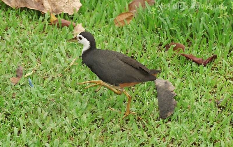 Белогрудый малый пастушок (Amaurornis phoenicurus). копия.jpg