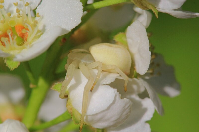 Белый цветочный паук мизумена косолапая (Misumena vatia) на цветке черёмухи поджидает добычу