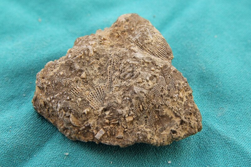 известняк-ракушечник с отпечатками древних организмов: мшанки, криноидеи (морские лилии), ракушки