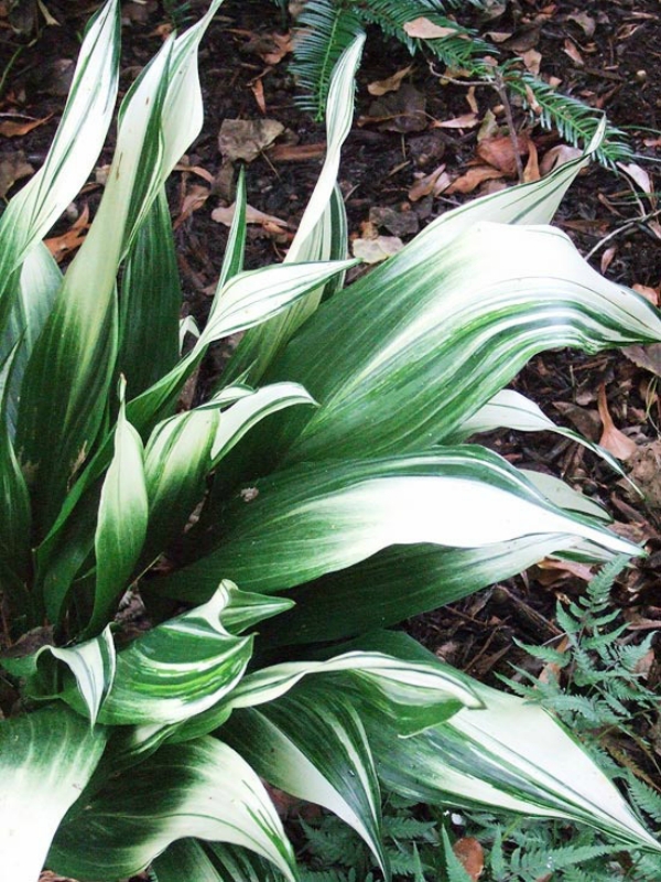 Комнатные растения, нетребовательные к поливу-Аспидистра