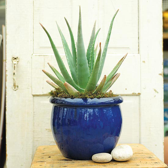 Комнатные растения, нетребовательные к поливу-Алоэ