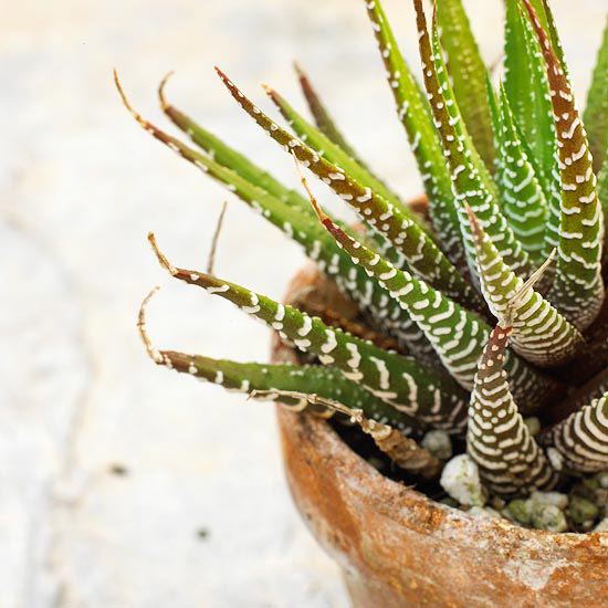 Комнатные растения, нетребовательные к поливу-Хавортия полосатая