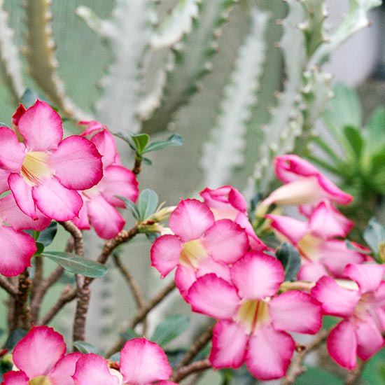 Комнатные растения, нетребовательные к поливу-Пустынная роза