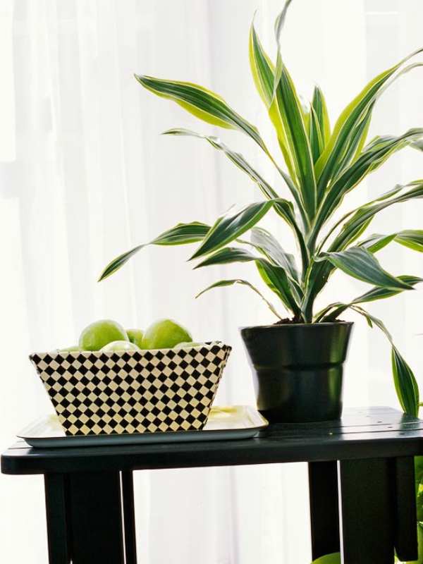 Комнатные растения, нетребовательные к поливу-Драцена