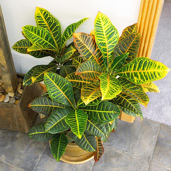 Комнатные растения, нетребовательные к поливу-Кротон