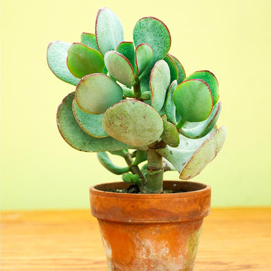 Комнатные растения, нетребовательные к поливу-Толстянка