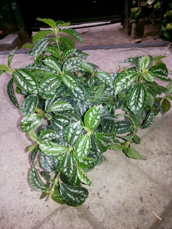 Комнатные растения, нетребовательные к поливу-Пилея Кадье