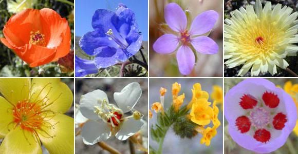классы цветковых растений