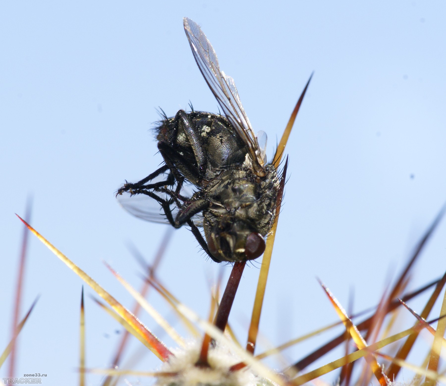 Кактус который ловит мух, от назойливых вредителей поможет избавиться цветок, который ест насекомых