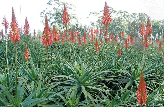 4979645_Aloe_arborescens (624x407, 262Kb)