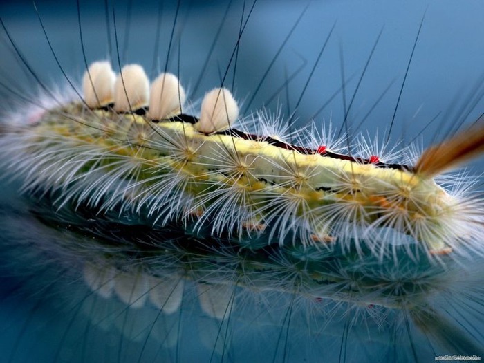 Макро фото - природа, капли, насекомые 69
