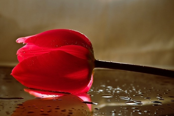 Самые красивые фотографии цветов за октябрь 2011