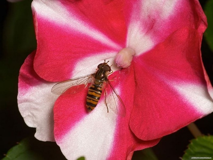 Макро фото - природа, капли, насекомые 91