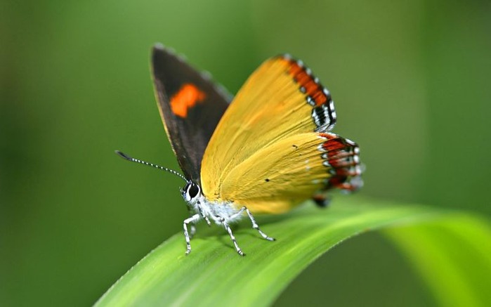 Макро фото - природа, капли, насекомые 104