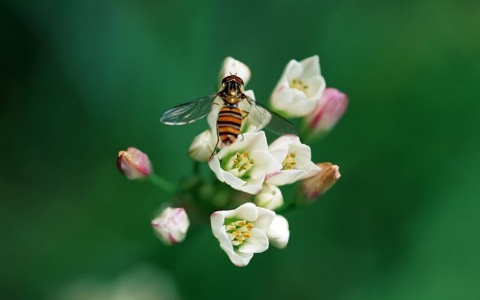 Макро фото - природа, капли, насекомые 117