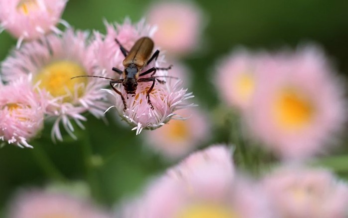 Макро фото - природа, капли, насекомые 119