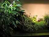 Комнатные растения для вашего дома