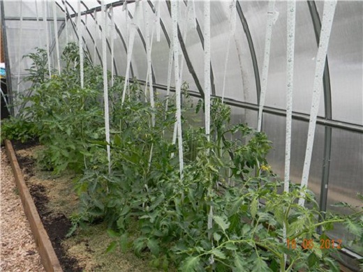 На фото пример правильного подвязывания помидоров в теплице