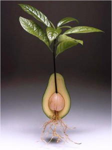 Рост авокадо в разрезе