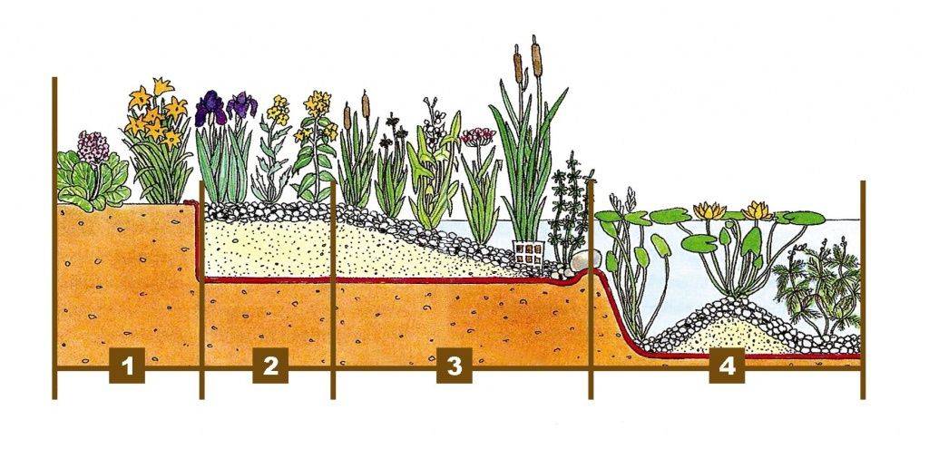 Схема зон посадки растений