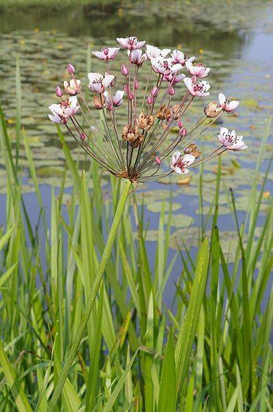 butomus umbellatus