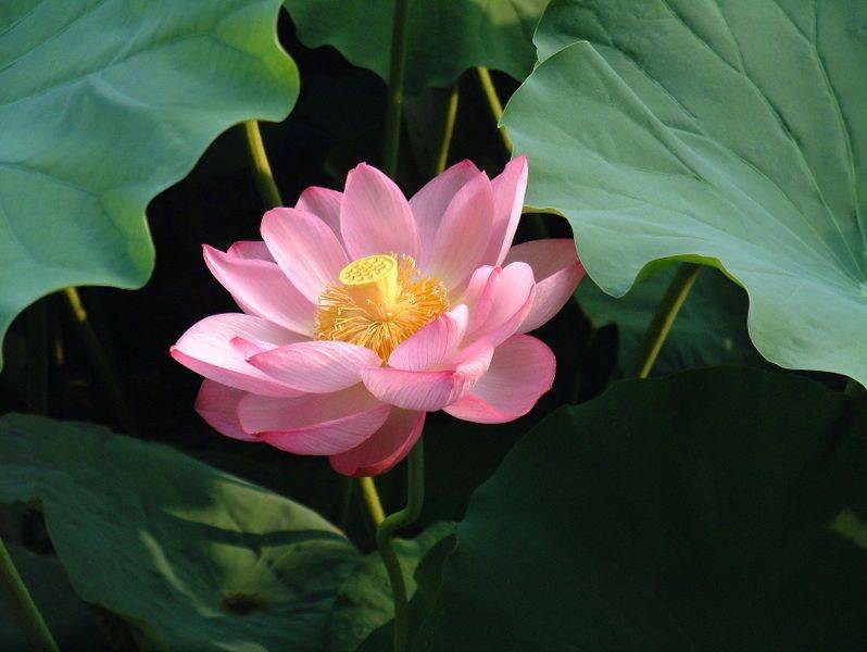 Nelumbo nucifera 