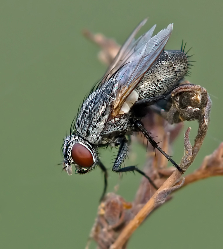 Насекомое которое ловит мух: комнатные растения, поедающие мух