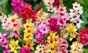 Иксия разноцветная - красивые цветы для вашего сада