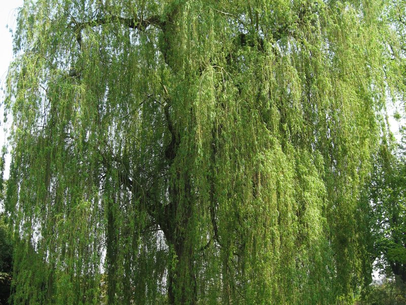 Ветла дерево фото