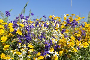 Описание разновидностей полевых цветов и растений
