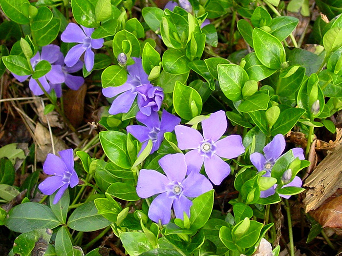 Барвинок (vinca minor)