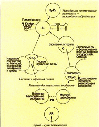 Схема формирования первых наземных растительных сообществ