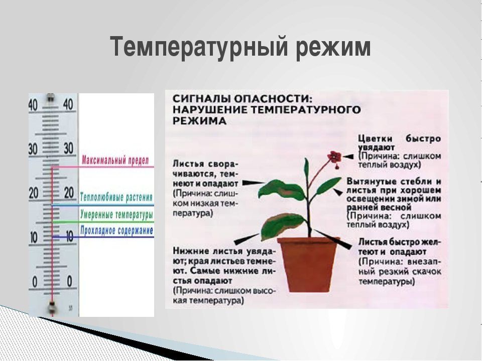 температура комнатных растений