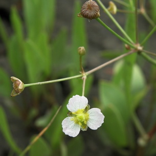 Частуха (Alisma Plantago) – растение для водоемов