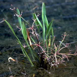 Частуха (Alisma Plantago) – растение для водоемов