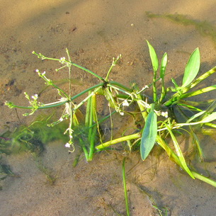 Частуха (Alisma Plantago) – растение для водоемов